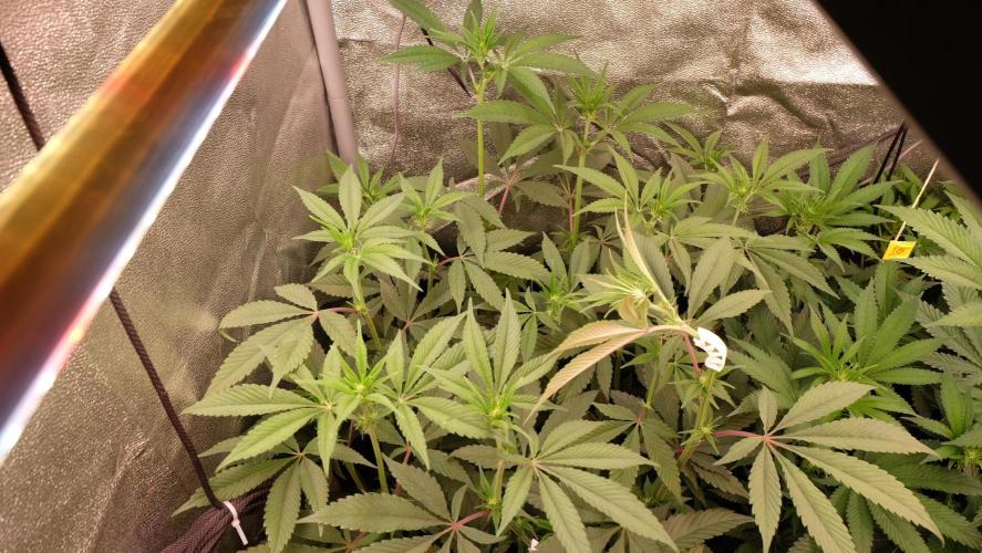 The Hippopotamus's Garden 2. Week 10 - Granny Candy