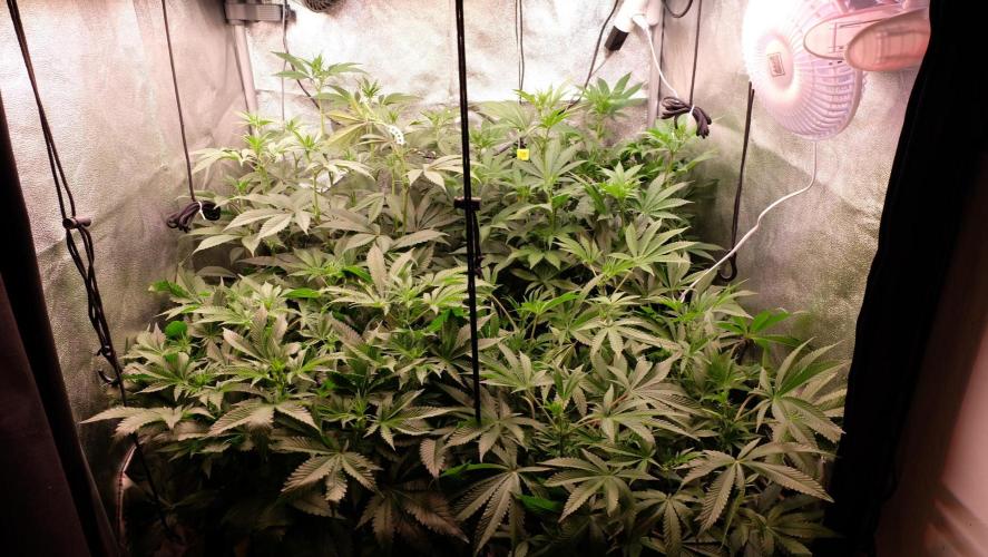 The Hippopotamus's Garden 2. Week 10