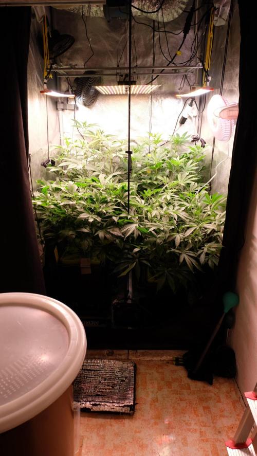 The Hippopotamus's Garden 2. Week 10
