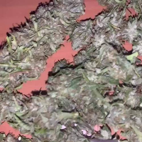 Zamnesia Amnesia Haze automatic