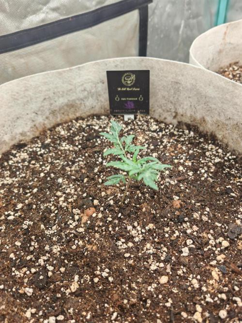 Concours KHALIFA GENETICS. Week 1