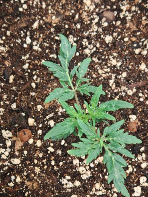 Concours KHALIFA GENETICS. Week 1
