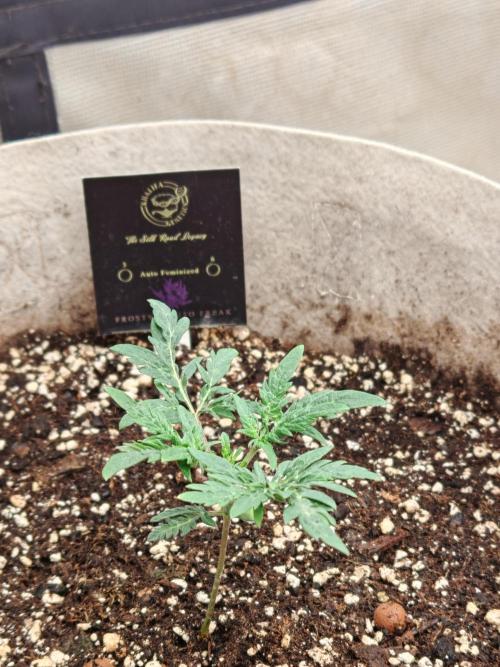 Concours KHALIFA GENETICS. Week 1