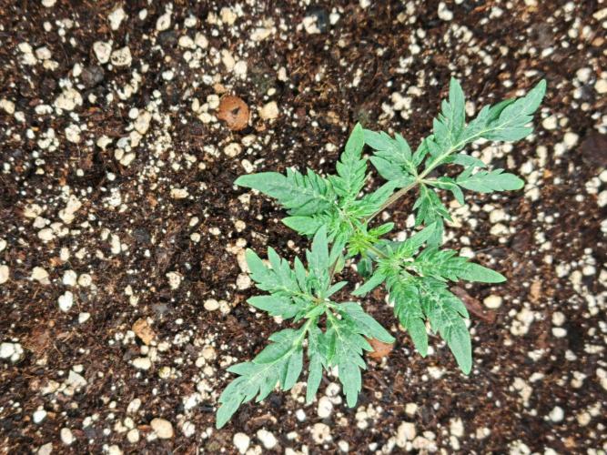 Concours KHALIFA GENETICS. Week 1