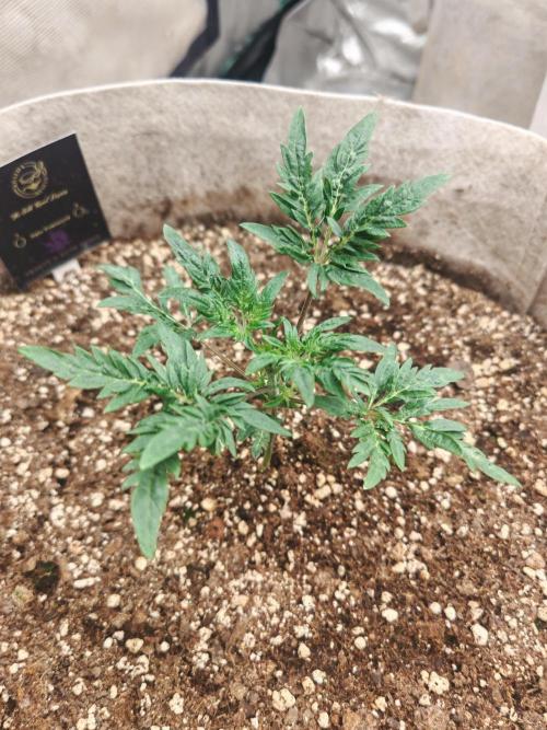 Concours KHALIFA GENETICS. Week 1