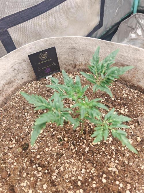 Concours KHALIFA GENETICS. Week 1