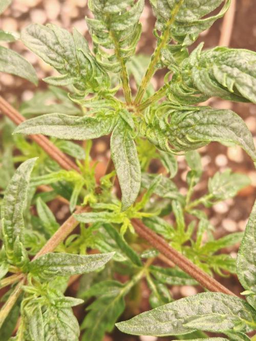 Concours KHALIFA GENETICS. Week 2