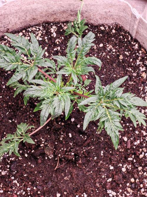 Concours KHALIFA GENETICS. Week 2