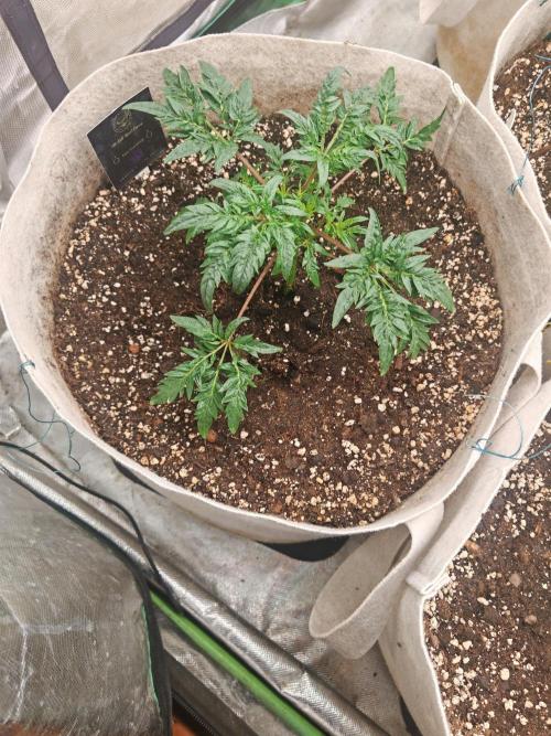 Concours KHALIFA GENETICS. Week 2