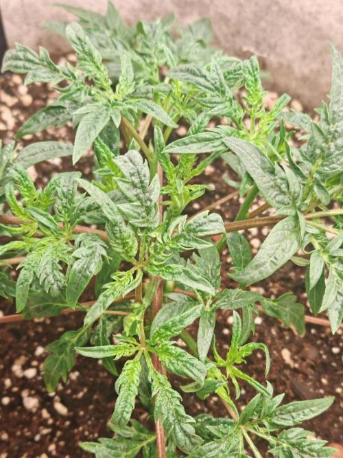 Concours KHALIFA GENETICS. Week 2