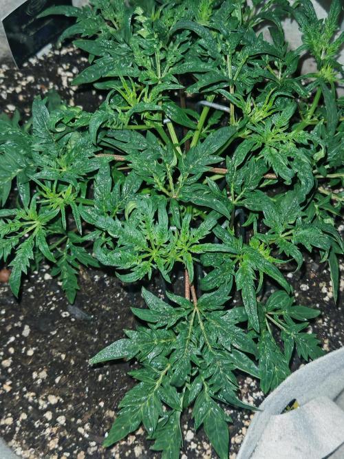 Concours KHALIFA GENETICS. Week 2