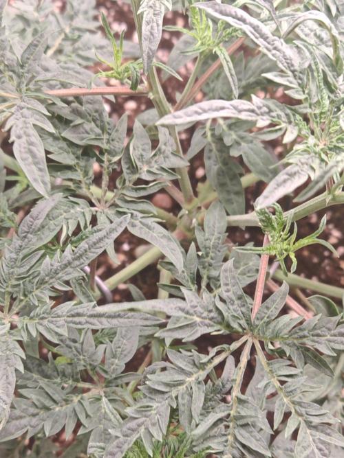 Concours KHALIFA GENETICS. Week 3