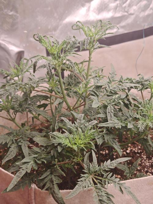 Concours KHALIFA GENETICS. Week 3