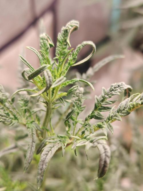 Concours KHALIFA GENETICS. Week 3