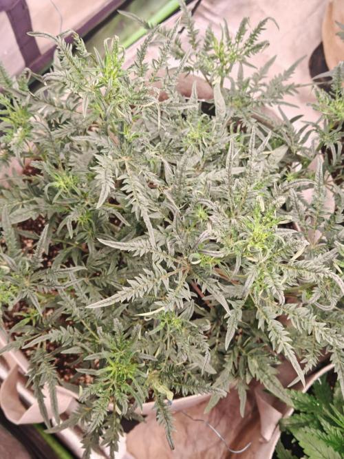 Concours KHALIFA GENETICS. Week 3