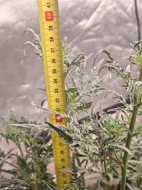 Concours KHALIFA GENETICS. Week 3 - la belle a doublé en hauteur cette semaine... 