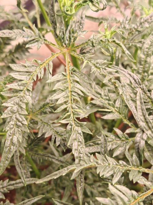 Concours KHALIFA GENETICS. Week 3