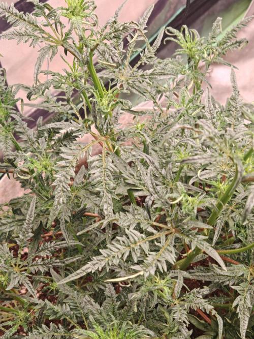 Concours KHALIFA GENETICS. Week 3