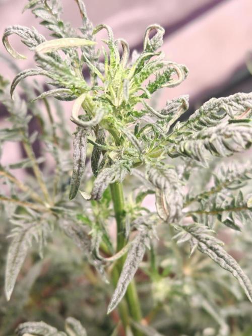 Concours KHALIFA GENETICS. Week 4