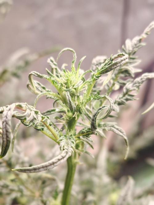Concours KHALIFA GENETICS. Week 4