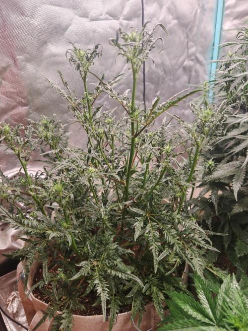 Concours KHALIFA GENETICS. Week 4