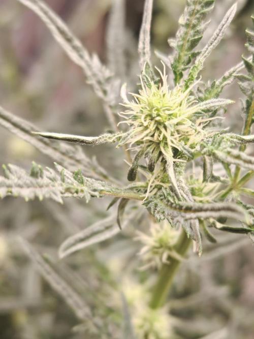 Concours KHALIFA GENETICS. Week 4