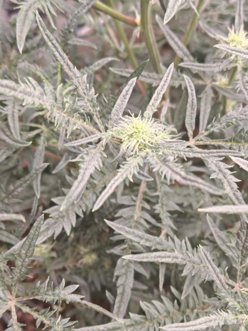 Concours KHALIFA GENETICS. Week 4