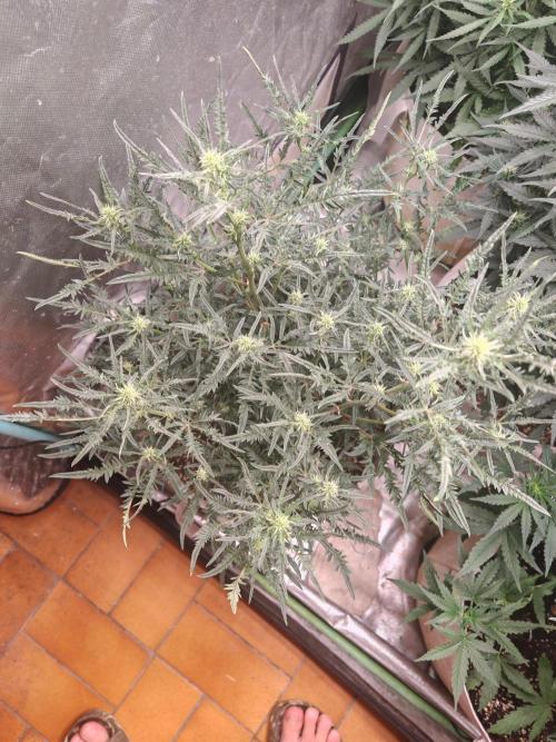 Concours KHALIFA GENETICS. Week 4
