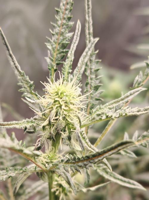Concours KHALIFA GENETICS. Week 4