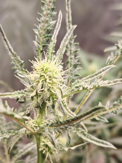 Concours KHALIFA GENETICS. Week 4
