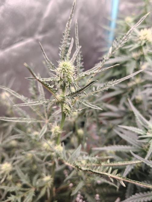 Concours KHALIFA GENETICS. Week 4