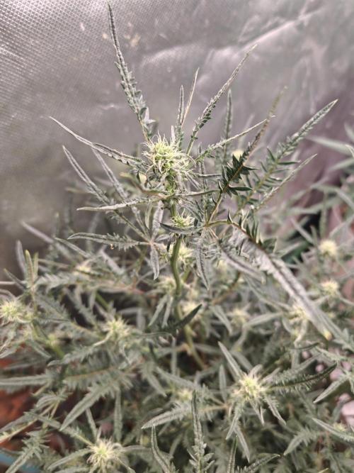 Concours KHALIFA GENETICS. Week 4