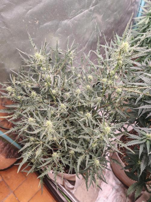 Concours KHALIFA GENETICS. Week 4