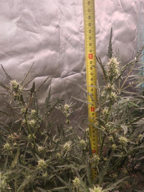 Concours KHALIFA GENETICS. Week 5
