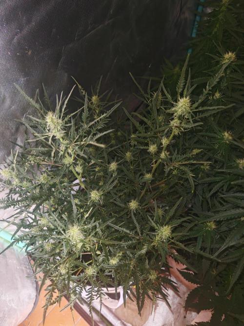 Concours KHALIFA GENETICS. Week 5