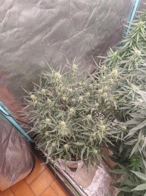 Concours KHALIFA GENETICS. Week 5