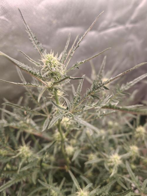 Concours KHALIFA GENETICS. Week 5