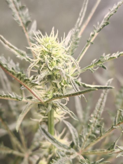 Concours KHALIFA GENETICS. Week 5