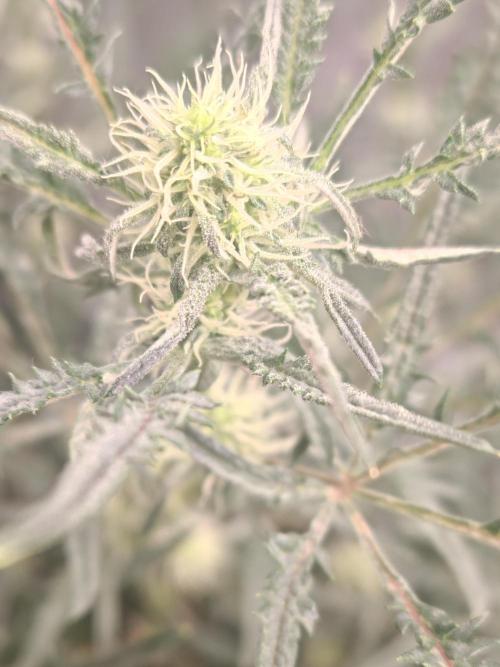 Concours KHALIFA GENETICS. Week 5