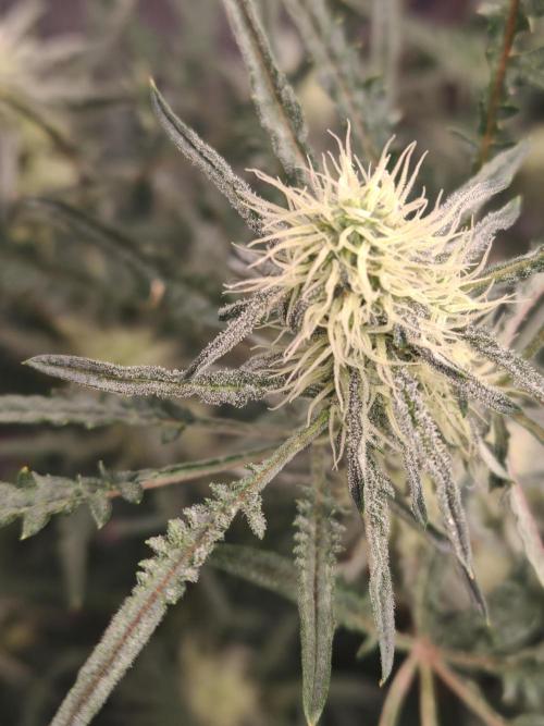 Concours KHALIFA GENETICS. Week 5
