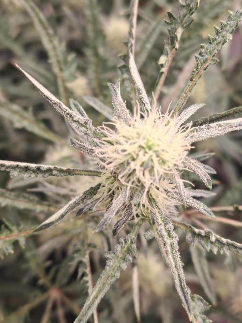 Concours KHALIFA GENETICS. Week 5