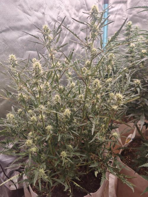 Concours KHALIFA GENETICS. Week 5