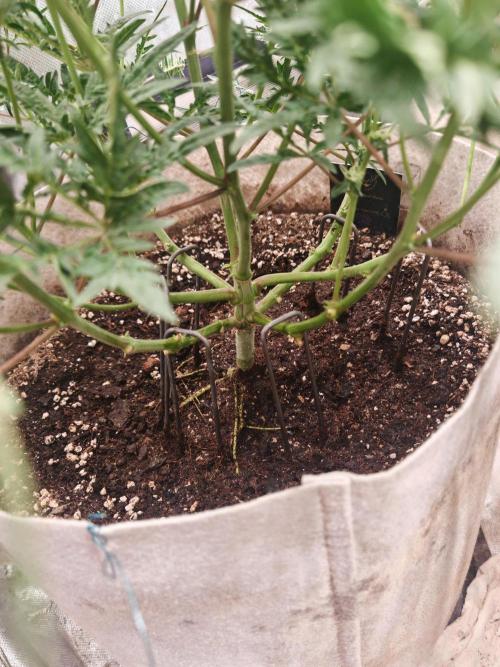 Concours KHALIFA GENETICS. Week 5