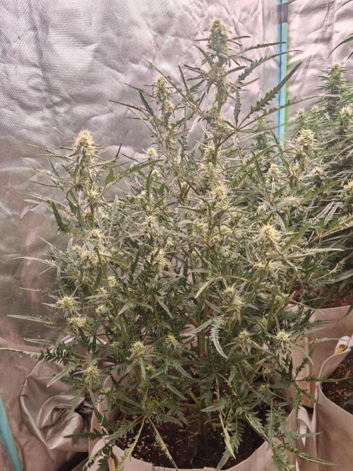 Concours KHALIFA GENETICS. Week 6