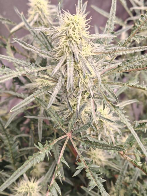 Concours KHALIFA GENETICS. Week 6