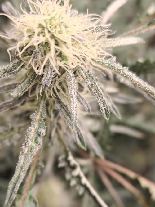 Concours KHALIFA GENETICS. Week 6