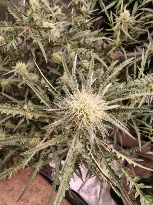 Concours KHALIFA GENETICS. Week 6