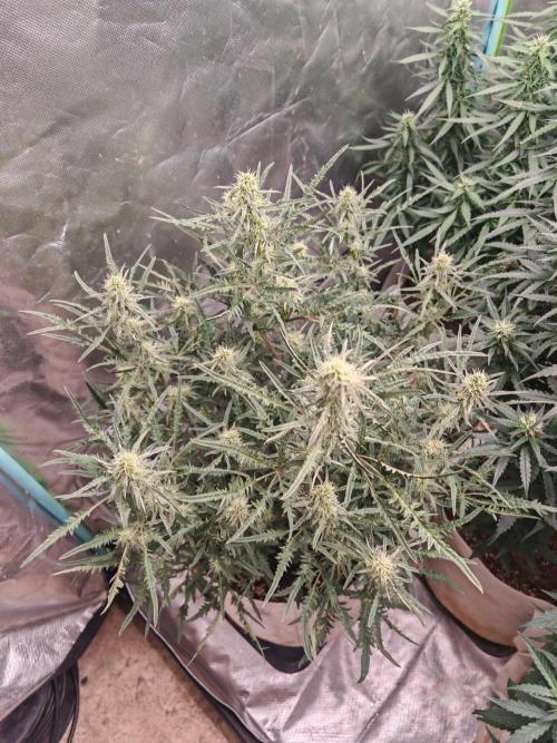 Concours KHALIFA GENETICS. Week 6