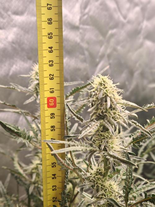 Concours KHALIFA GENETICS. Week 6