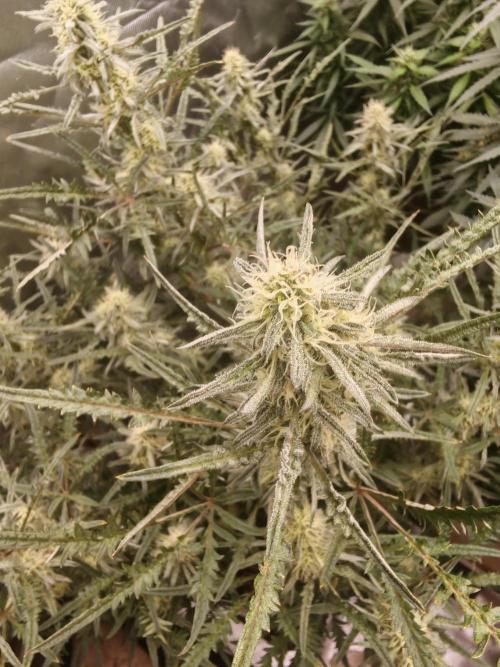 Concours KHALIFA GENETICS. Week 6